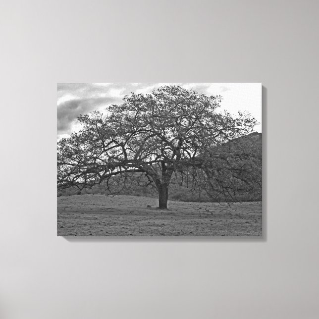 California Black Oak Träd Sepia Canvastryck (Framsida)