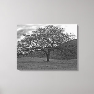 California Black Oak Träd Sepia Canvastryck