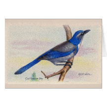 California Blue Jay Bird - tackkort