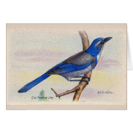 California Blue Jay Bird - tackkort Hälsningskort