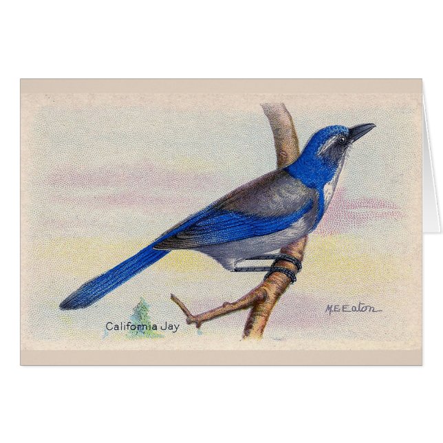 California Blue Jay Bird - tackkort Hälsningskort (Framsidan Horizontal)