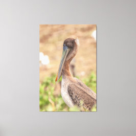 California Brown Pelican Canvastryck