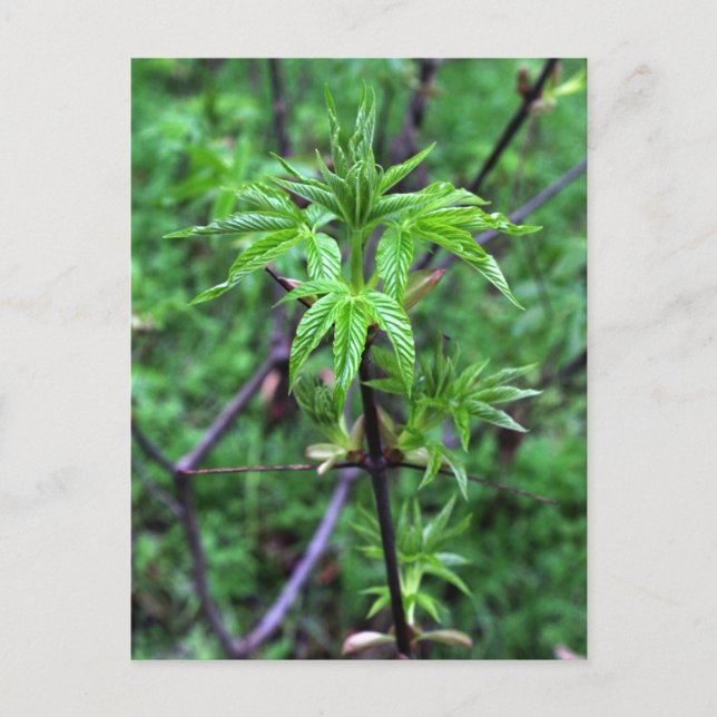 California Buckeye Seedling Postcard Vykort (Framsida)