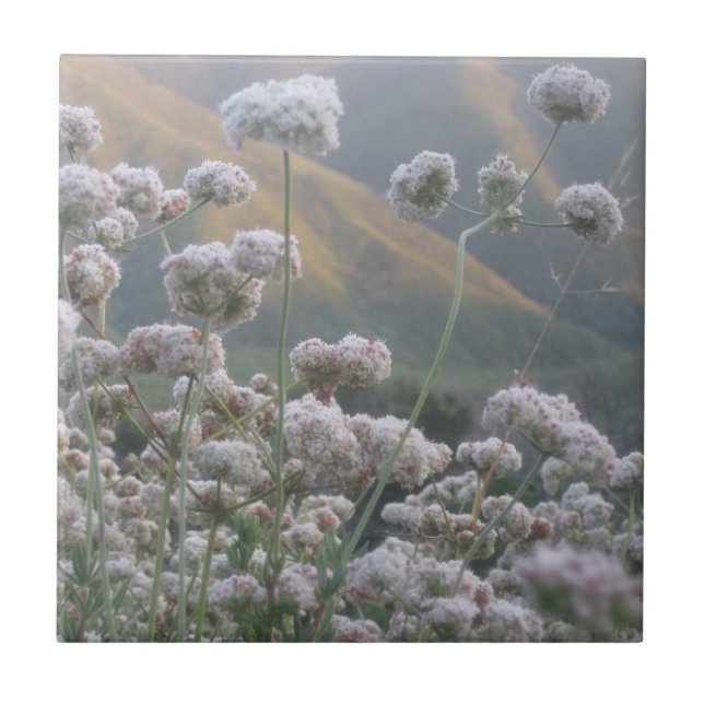 California Buckvete Kakelplatta (Framsidan)