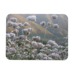 California Buckvete Magnet