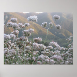 California Buckvete Poster