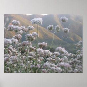 California Buckvete Poster