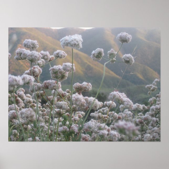 California Buckvete Poster (Framsidan)