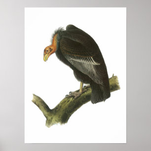 California Condor av Audubon Poster