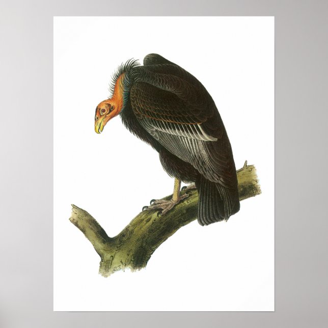 California Condor av Audubon Poster (Framsidan)