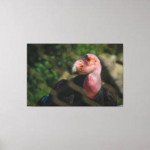 California Condor Canvastryck