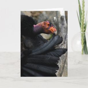 California Condor CarLY Preens Black Feathers Kort