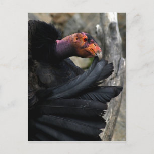 California Condor CarLY Preens Black Feathers Vykort