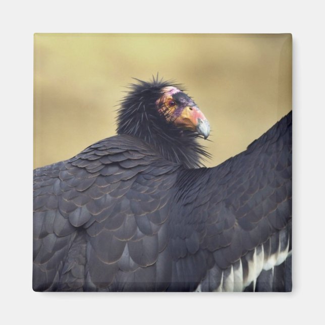 California condor magnet (Framsidan)