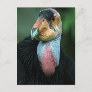 California Condor Postcard Vykort