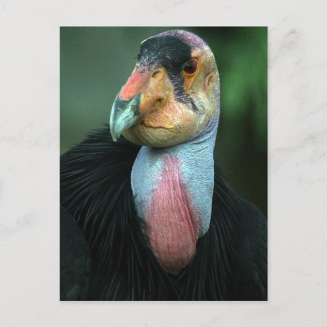 California Condor Postcard Vykort (Framsida)