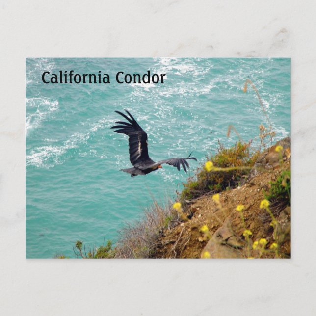 California Condor Postcard Vykort (Framsida)