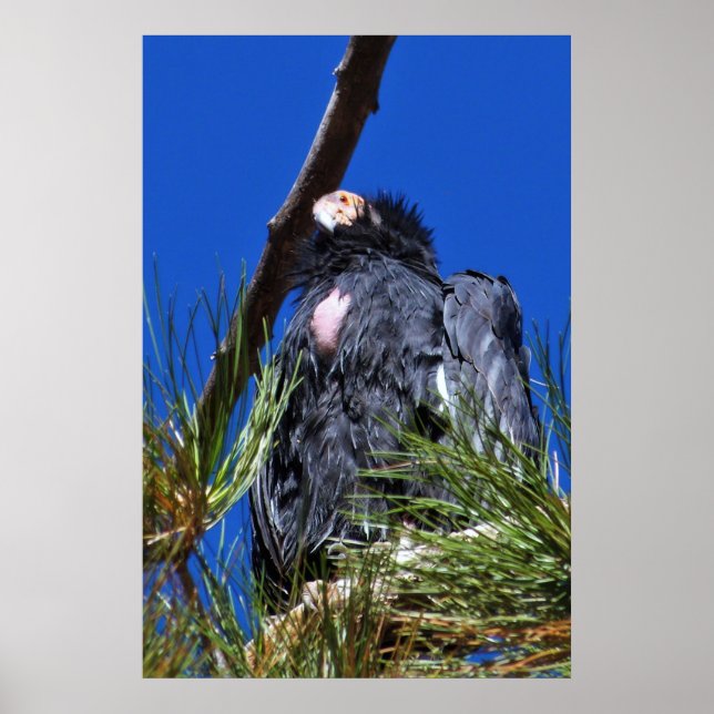 California Condor Poster (Framsidan)
