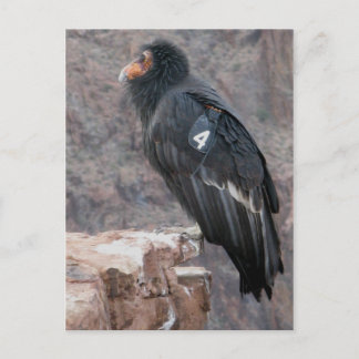 California Condor Vykort