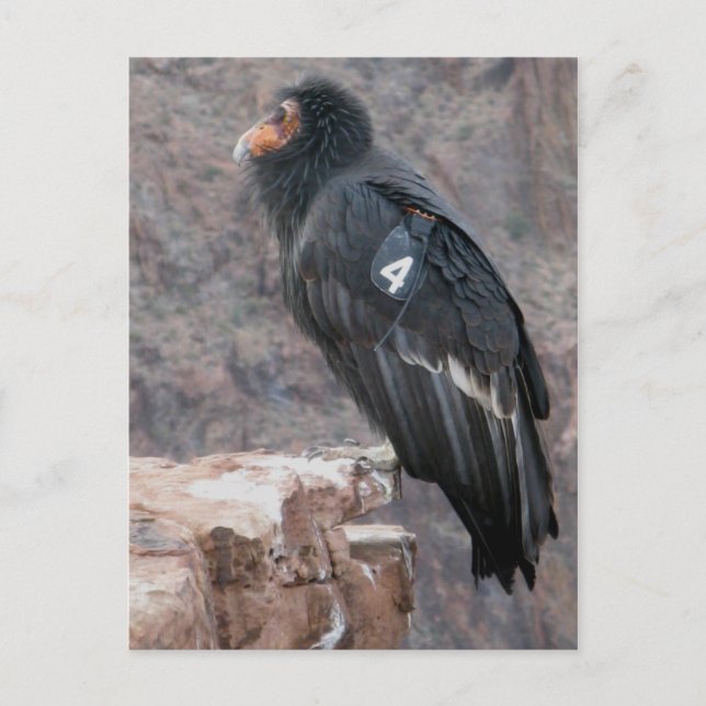 California Condor Vykort (Framsida)
