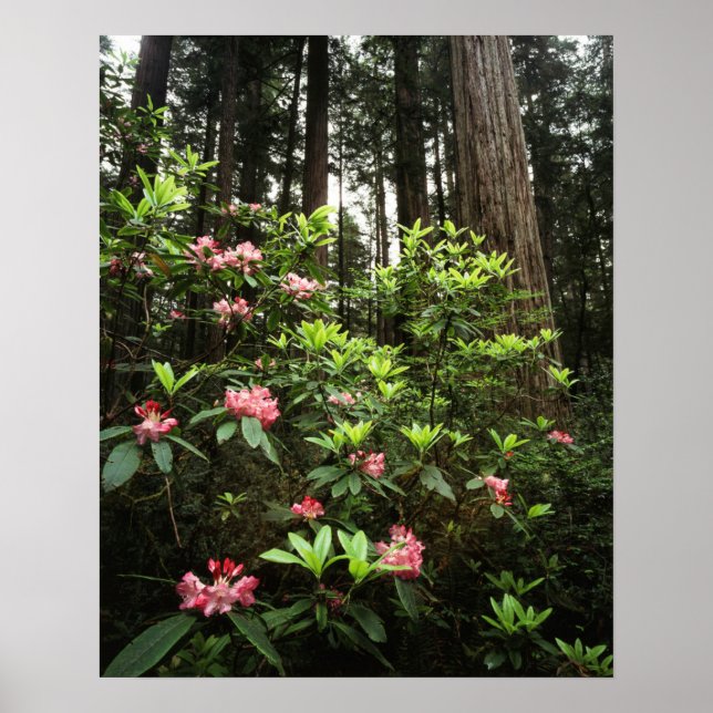 California, Del Norte Coast Redwoods State Park Poster (Framsidan)