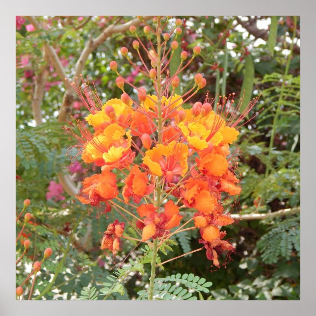 CALIFORNIA DESERT FLOWER #1 POSTER (Framsidan)