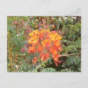 CALIFORNIA DESERT FLOWER #2 VYKORT