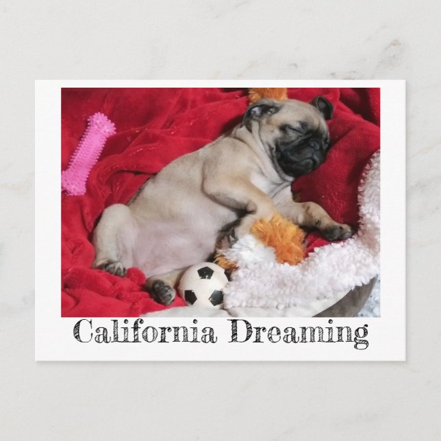 California Dreaming Peanut the Pug Vykort (Framsida)