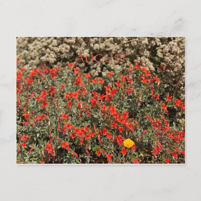 CALIFORNIA FÄRG FIRANDE: AUGUSTI POSTCARD VYKORT (Framsida)