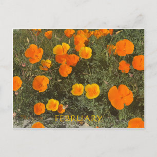 CALIFORNIA FÄRG FIRANDE: FEBRUARI POSTCARD VYKORT
