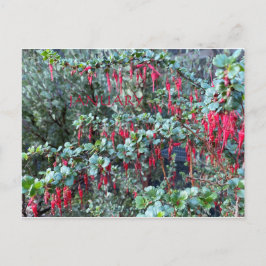 CALIFORNIA FÄRG FIRANDE:JANUARI POSTCARD VYKORT