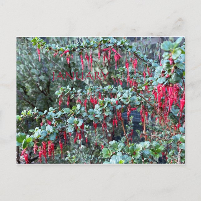 CALIFORNIA FÄRG FIRANDE:JANUARI POSTCARD VYKORT (Framsida)