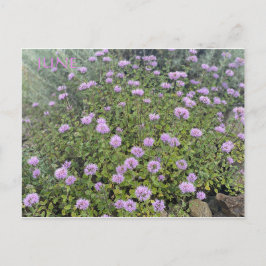 CALIFORNIA FÄRG FIRANDE: JUNE POSTCARD VYKORT