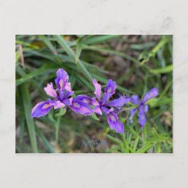 CALIFORNIA FÄRG FIRANDE: MAJ POSTCARD VYKORT