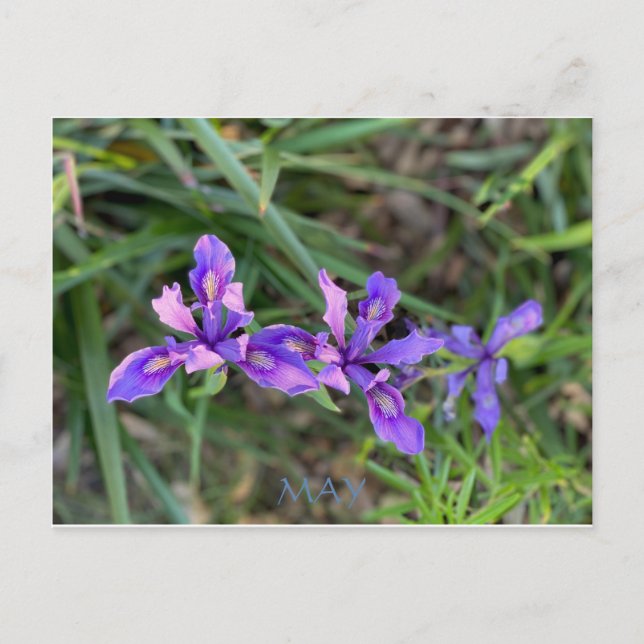 CALIFORNIA FÄRG FIRANDE: MAJ POSTCARD VYKORT (Framsida)