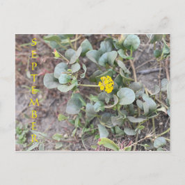 CALIFORNIA FÄRG FIRANDE: SEPTEMBER POSTCARD VYKORT