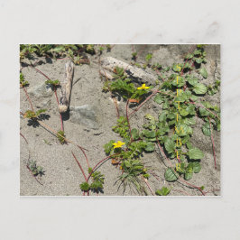 CALIFORNIA FÄRG FIRANDE: vykort för september