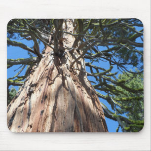 California Giant Musmatta