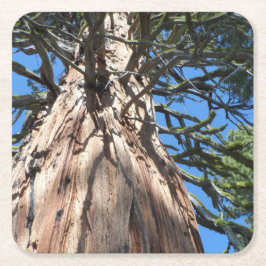 California Giant Underlägg Papper Kvadrat