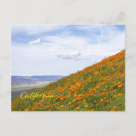 California Golden Poppies Vykort