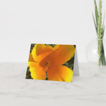 California Golden Poppy - 2