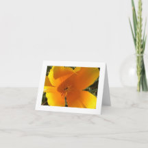 California Golden Poppy - 3