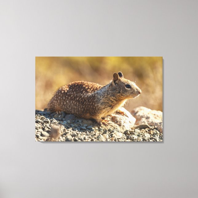 California Ground Squirrel Canvastryck (Framsida)
