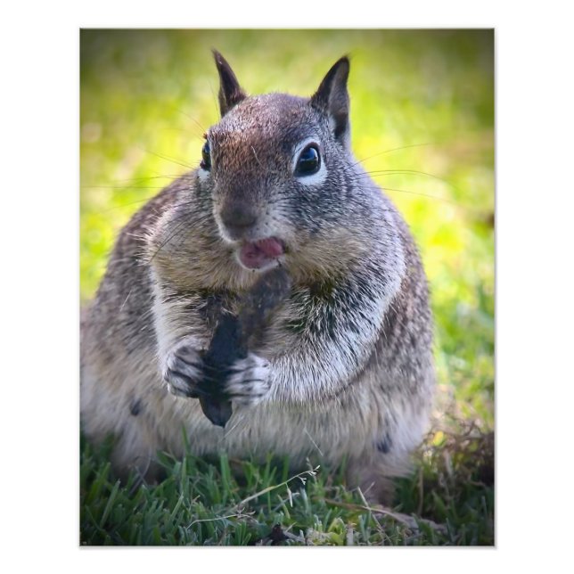 California Ground Squirrel Fototryck (Framsidan)
