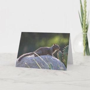 California Ground Squirrel Kort