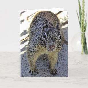 California Ground Squirrel Kort