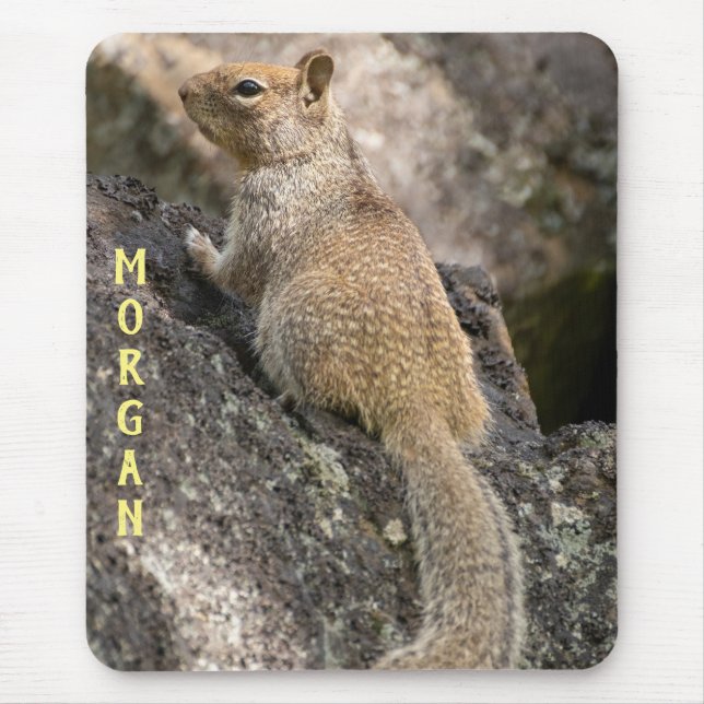California Ground Squirrel Musmatta (Framsidan)
