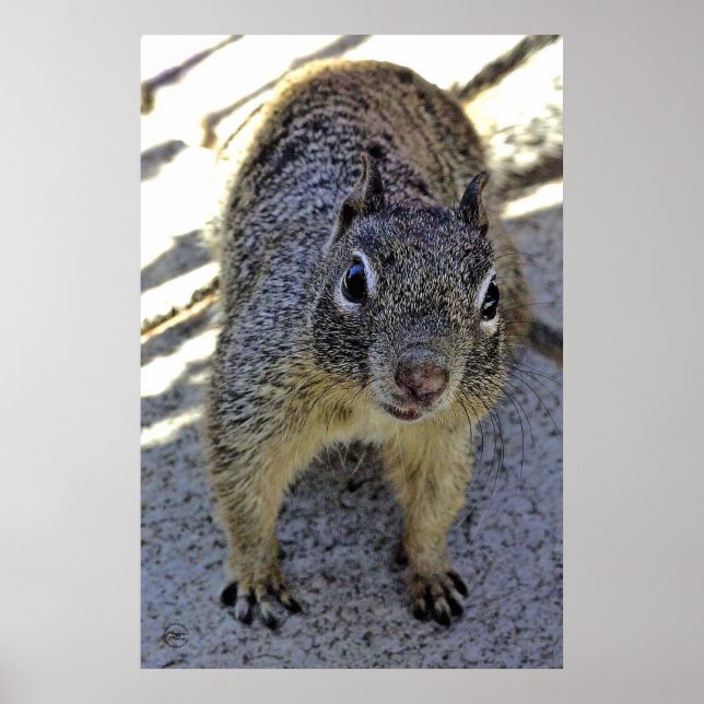California Ground Squirrel Poster (Framsidan)