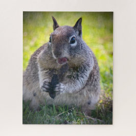 California Ground Squirrel Pussel