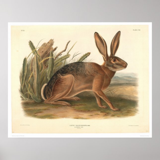 California Hare by Audubon (0177A) Poster (Framsidan)